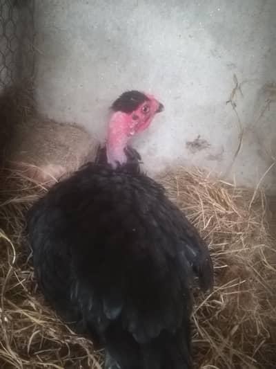 Karuk murghi big size