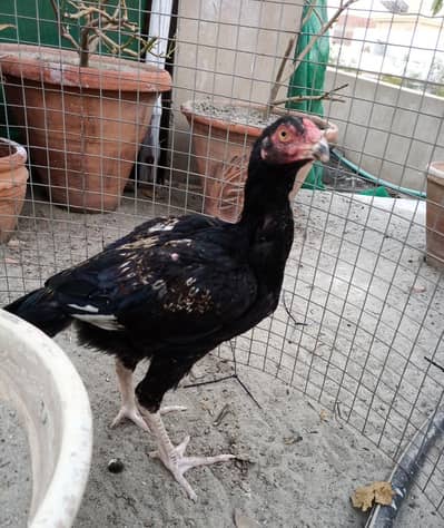 High Quality Miyanwali Aseel || old bloodline