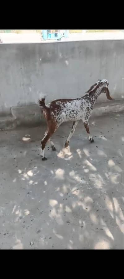 Female Goat Makhachini bakri