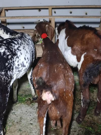 pure amrasari bakra bakriya