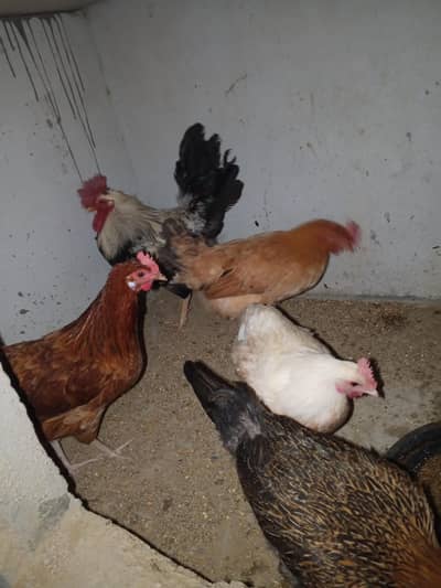 4 Eggs laying Misri murgia + 1 double taaj wala Murgah .