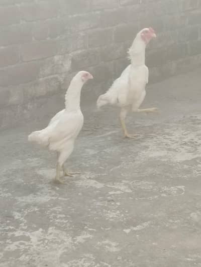 zero saiz Shamo  pair  WhatsApp number 03160178022