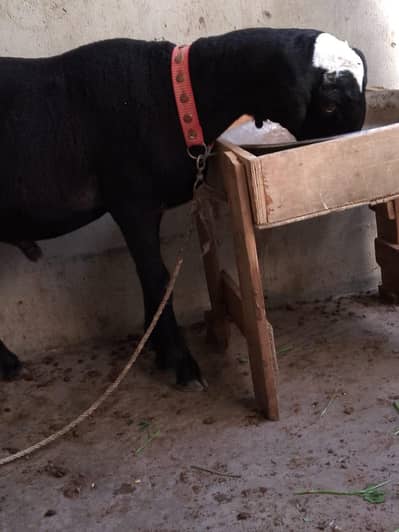 Qurbani 2026 wtsb nmbr 03181237677