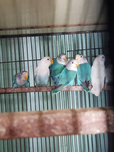 albino bluefeshri 03447884589