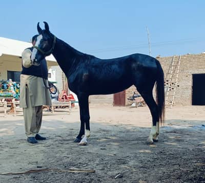 Brand wachari pure ravi breed