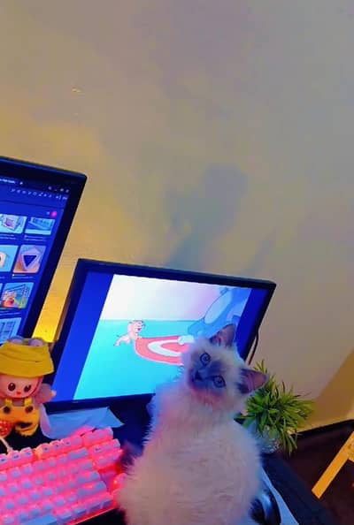 Unique Ragdol Cat vaccinated