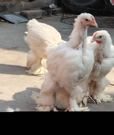 White Buff Chicks 2.5 months