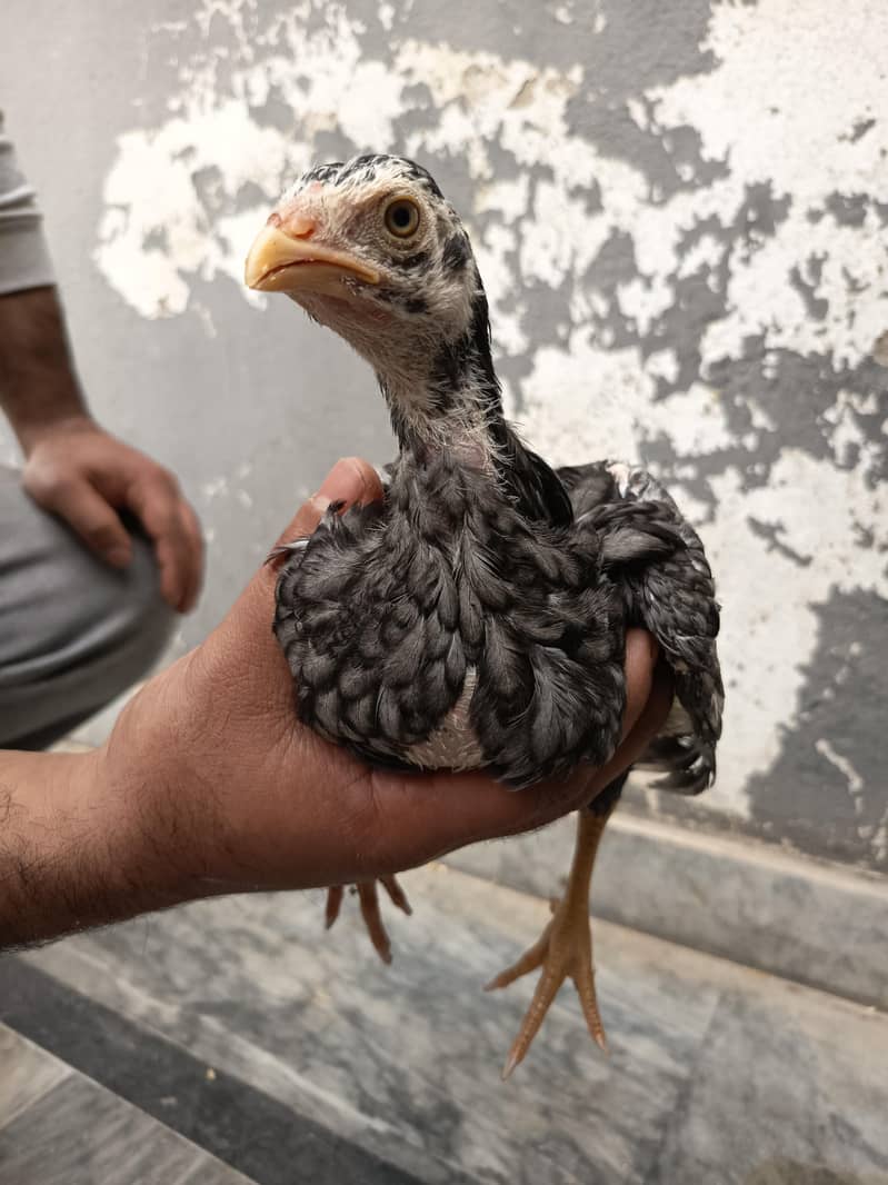 Assel patha chicks 1