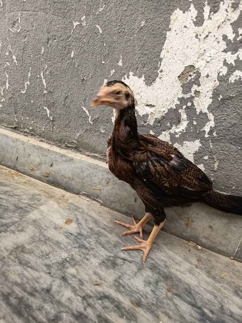 Assel patha chicks 2