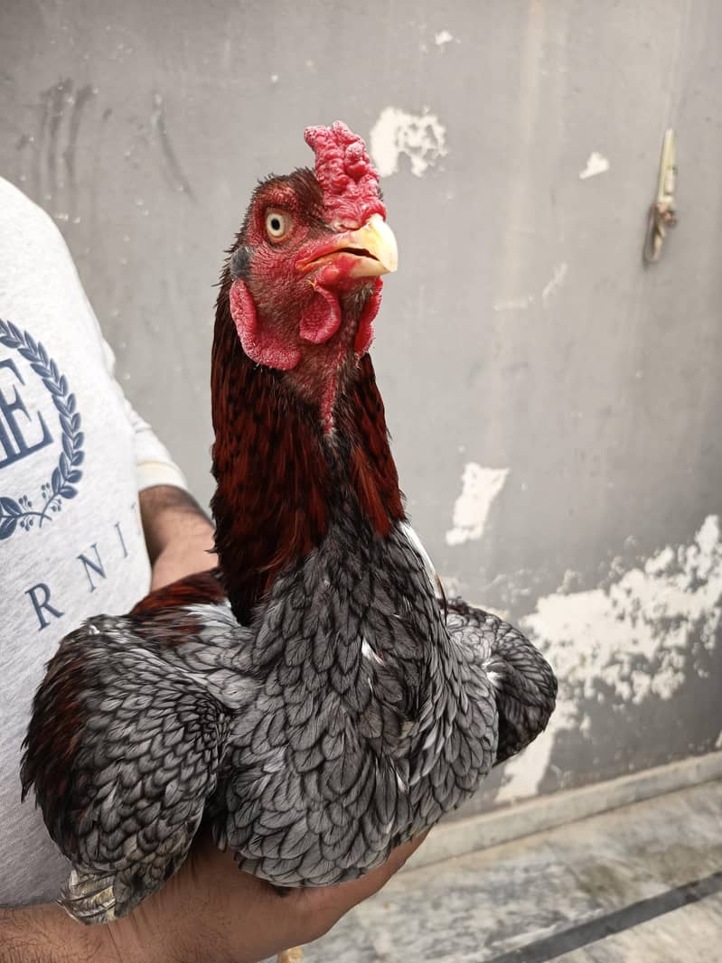 Assel patha chicks 3