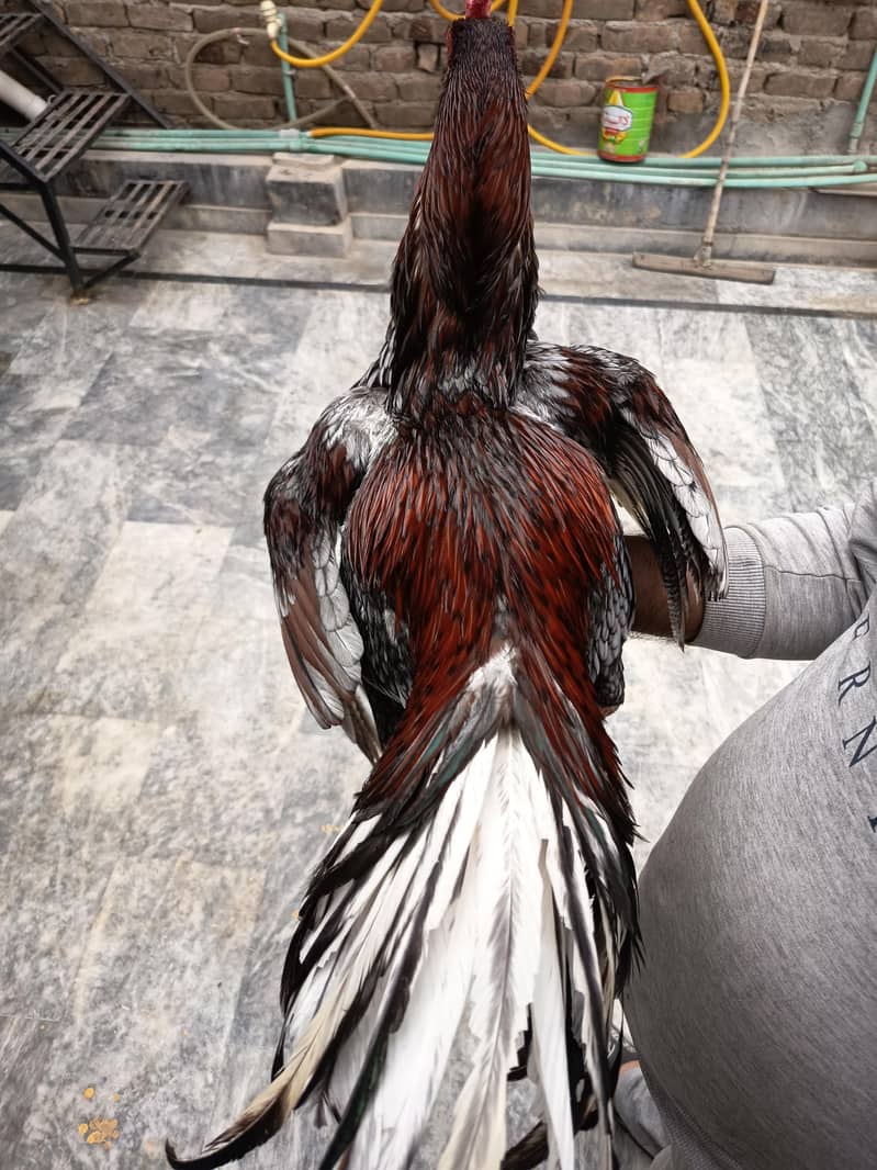 Assel patha chicks 4