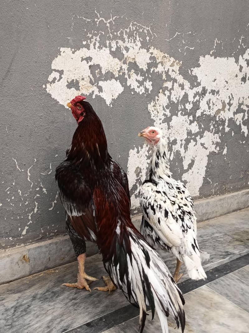 Assel patha chicks 5