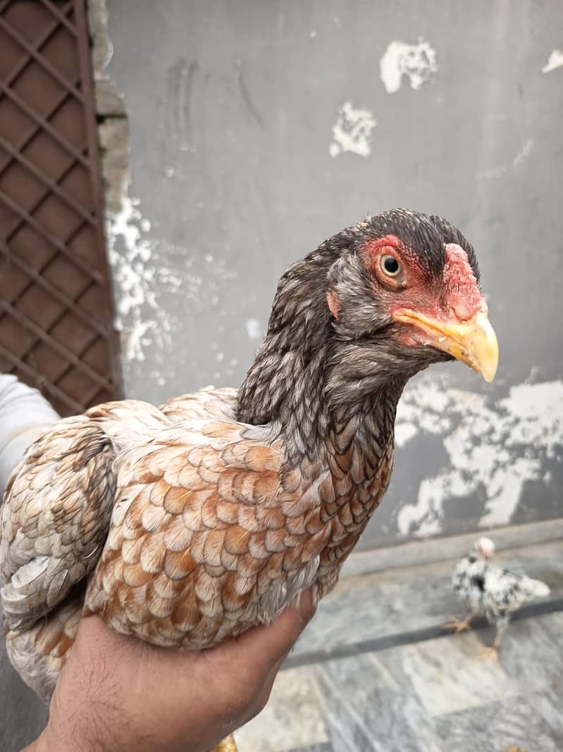 Assel patha chicks 6