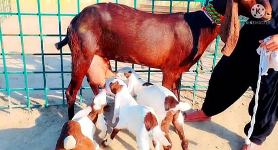 3 Bacchon Ka Sath Desi Bakri For Sale/ +03102718718