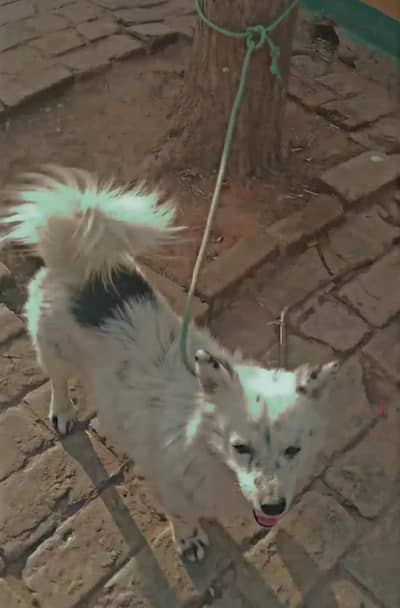 Lovely Dog Puppy - Good Looking & Smart 