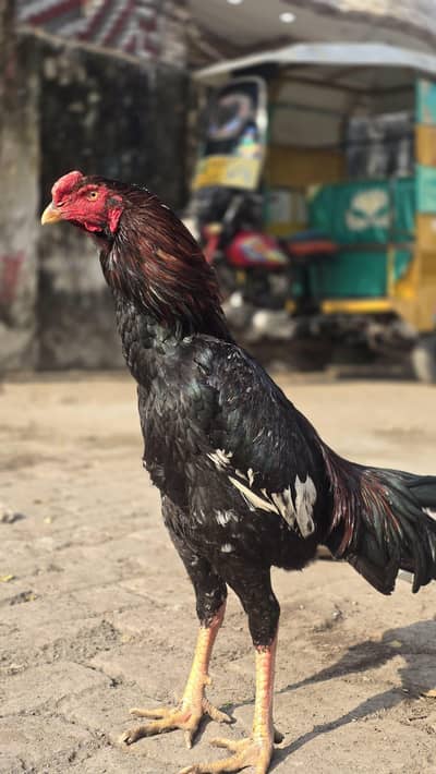 Shamo Aseel Patha for sale, 10 months age