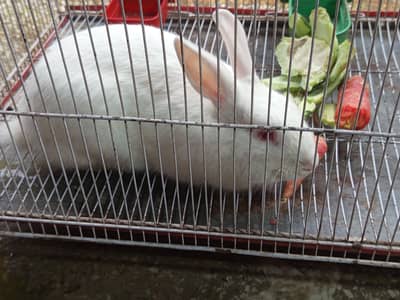 Red eyes white rabbit