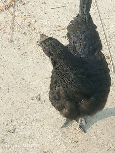 Ayam cemani eggs layer for sale