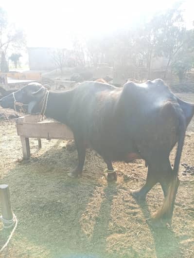 01 Buffalo for sale