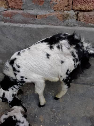 bakri aur mail bacha