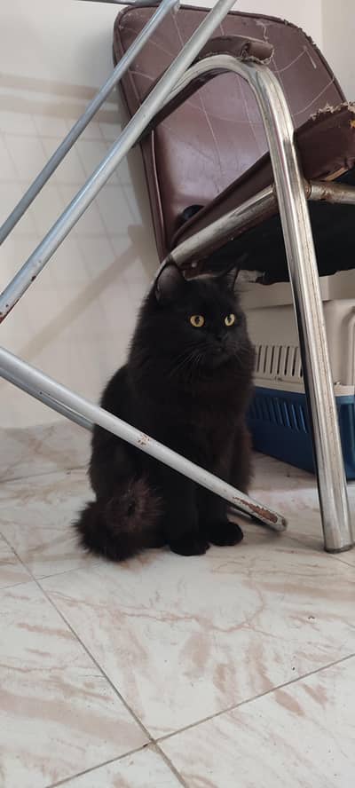 Persian Black Female cat Tripple coat