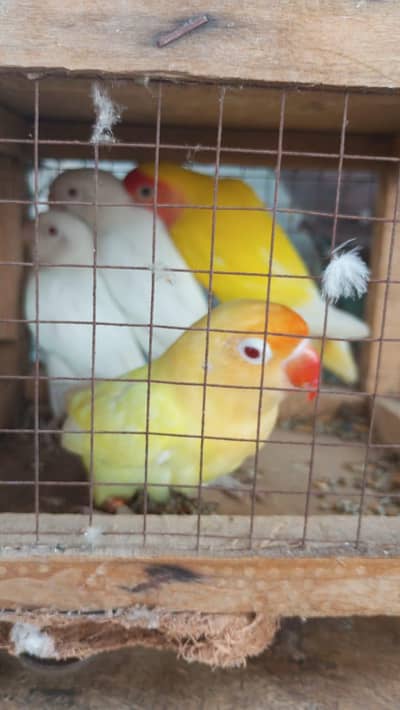 100 % breeder rec eyes 03129622585