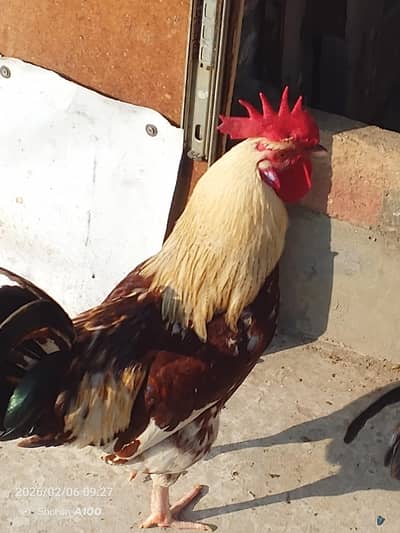 Desi cooks home feeding