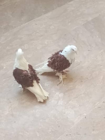 red saddle frill peigon pair for sell