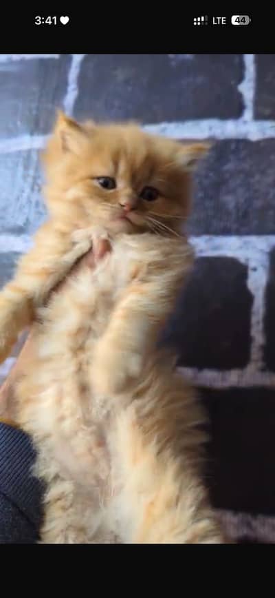persian kitten