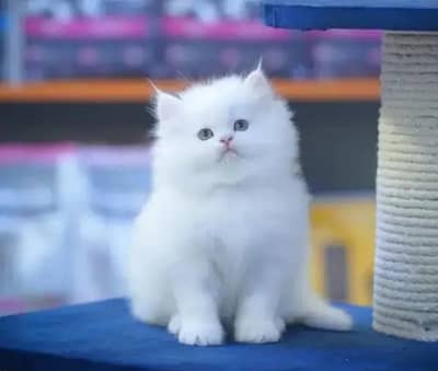 Persian female kitten for sale My WhatsApp number 03 20 24 100 47