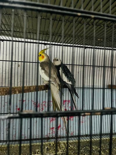 looking for new shelter cocktail and Australian and albino