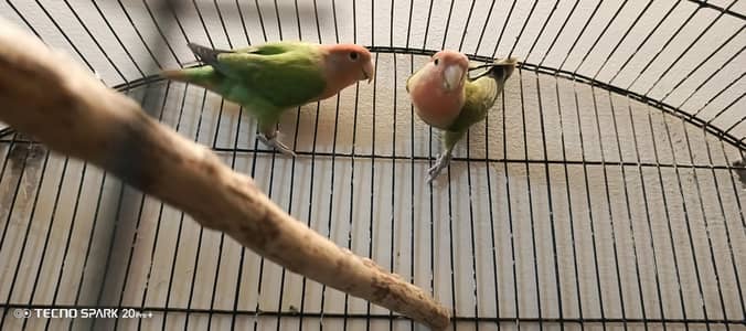 Rosicoli love bird pair
