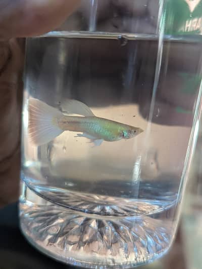 platinum ghuppy and black moscow both are healthy (dono ke 1500 final)