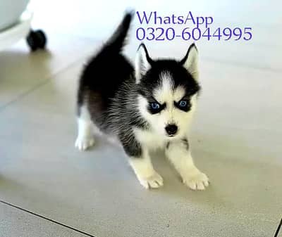 Siberian husky puppies Bahut Cute hay