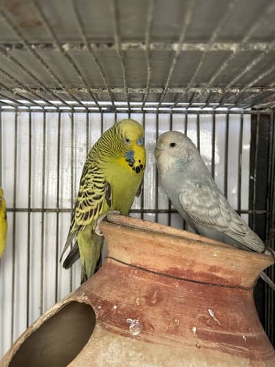 Top qulity rainbow & king exi & undersize