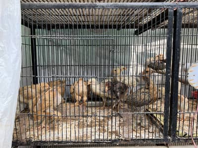 Aseel chicks cross with buff , Golden , White All chicsk available