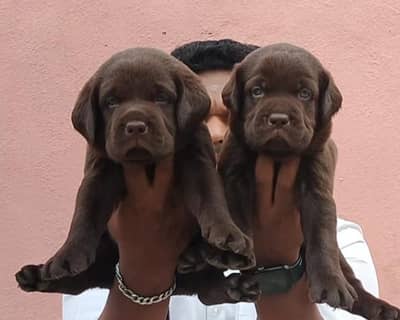 Labrador puppies 03111968618