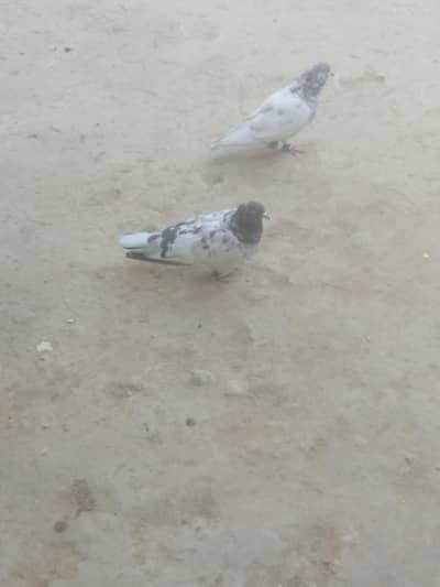 sialkoti pair 100breder garunti