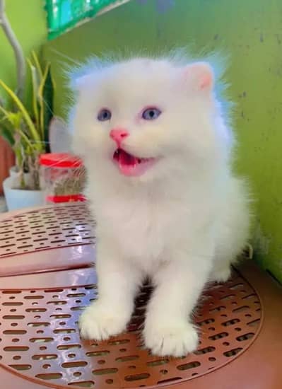 Persian female kitten for sale My WhatsApp number 03 20 24 100 47