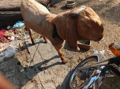 Pure Desi Breeder Bakra For Sale