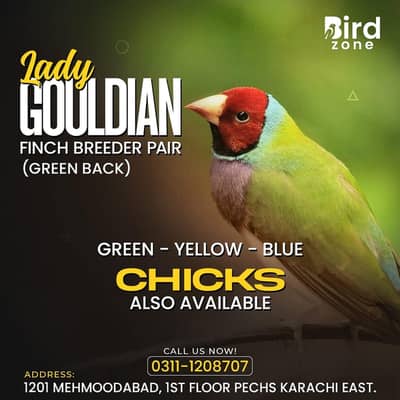 Lady gouldian finch breeder pare available  only for new shouqeen