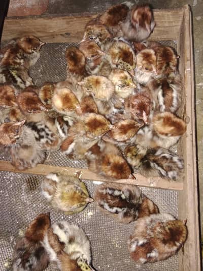 Pure premium breed Fyumi misri