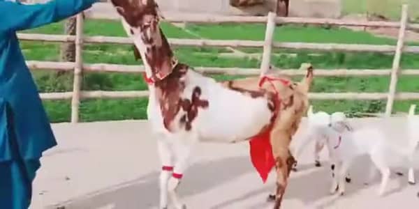 3 Bacchon Ka Sath Desi Bakri For Sale/ +03102718718