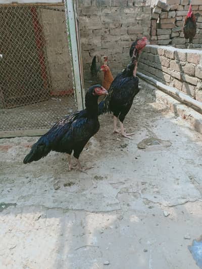lasani aseel, fyomi misri hen. guinea fowl pair