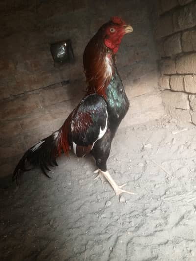 aseel murga. breedr One eyes