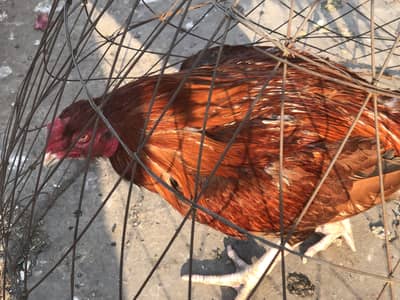 Pure Pakistani breeder Murat