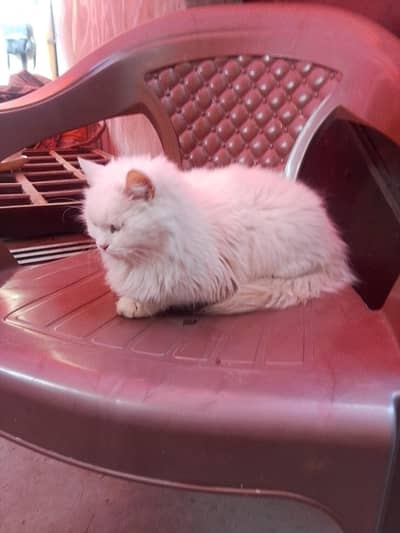 triple coat cat for sale