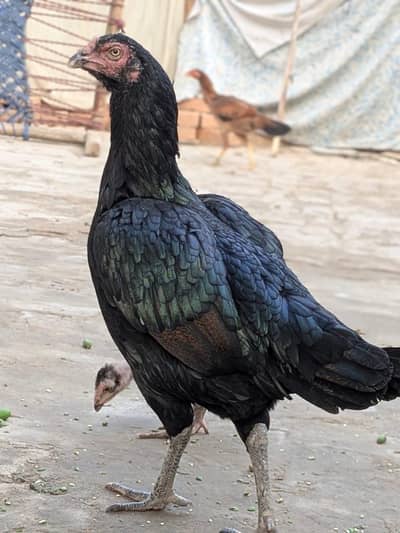 Pakistani aseel murgi 03081130039