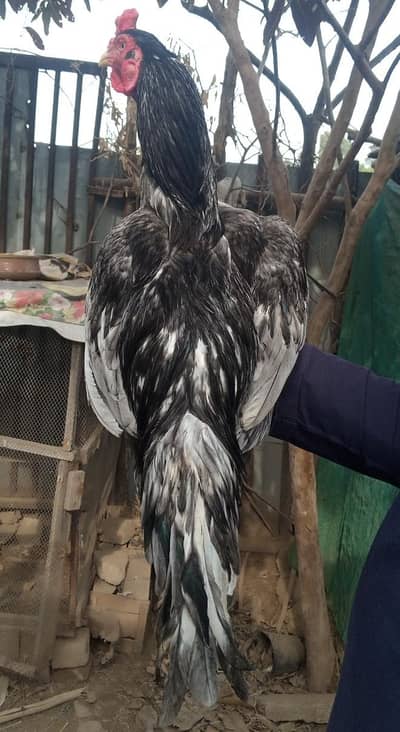 Aseel pair and Aseel chicks