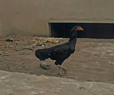 Aseel sindhi breed eggs